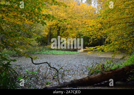 Autumn, Fall, in Epping Forest. Every leaf is a flower, a different colour from every angle. Falling to the ground creating a magic carpet. Enchanting Stock Photo