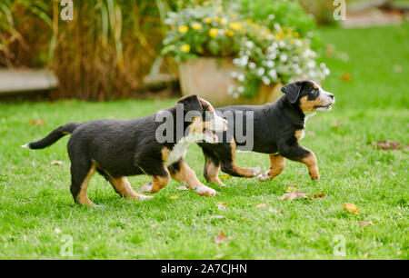 two running puppies of Greater Swiss Mountain Dog Stock Photo