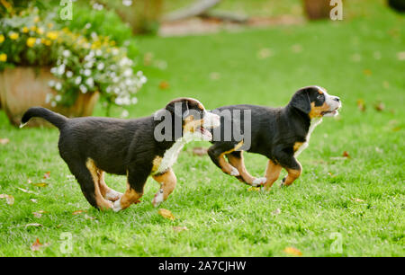 two running puppies of Greater Swiss Mountain Dog Stock Photo