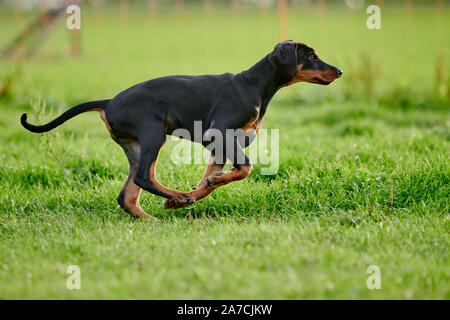 running Doberman puppy Stock Photo