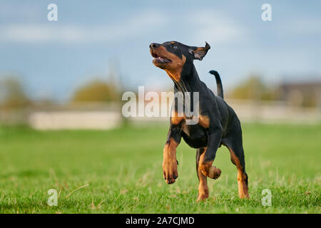 running Doberman puppy Stock Photo