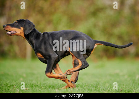 running Doberman puppy Stock Photo