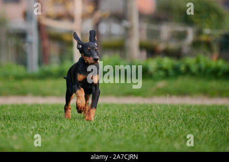 running Doberman puppy Stock Photo