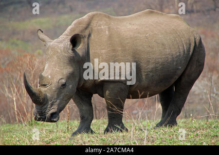 Rhinoceros in the Nationl Park in South Africa big5 Stock Photo