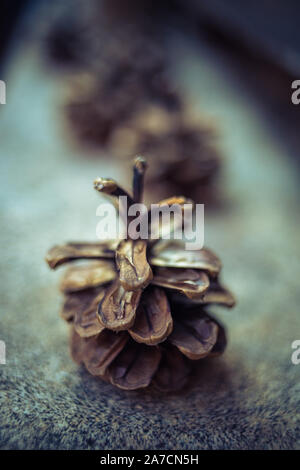 pine cones on an old stone surface in a row. Stock Photo