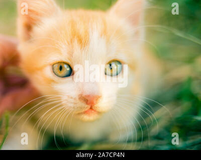 ginger kitten in the grass, sunny day in the garden. Stock Photo