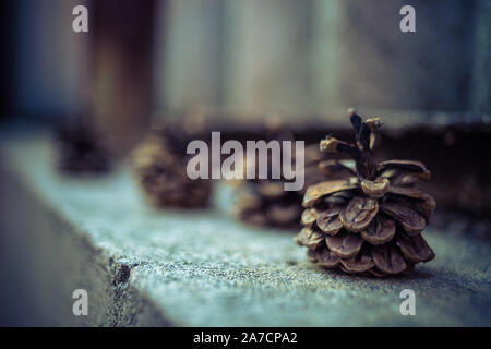 pine cones on an old stone fence in a row. Stock Photo