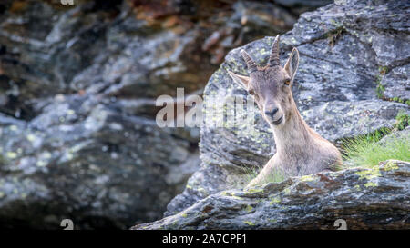 Photo taken during the Tour of the Glaciers of Vanoise, august month, with 3 children.  On the GR 5 trail. Ibex female. Stock Photo