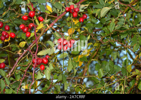 bright red hips with leaves and thorns on rose bush, dog rose bush in autumn Stock Photo