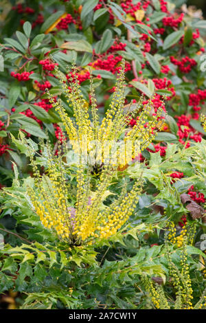 Mahonia plant in autumn garden with cotoneaster frigidus tree shrub with berries behind - autumn, Scotland, UK Stock Photo