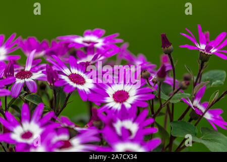 Senetti senecio purple daisy flower with green background beautiful flora bloom Stock Photo
