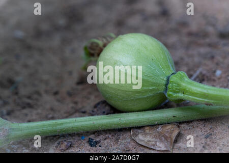 small green decorative pumpkin with leaves. On the ground Stock Photo