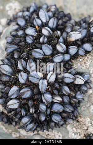 Barnacles attached to rocks on the beach Stock Photo
