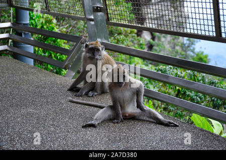 Crab-eating macaques, Macaca fascicularis, also known as the long-tailed macaques on the top of the Gunung Mat Chincang Mountain on the amazing Langka Stock Photo