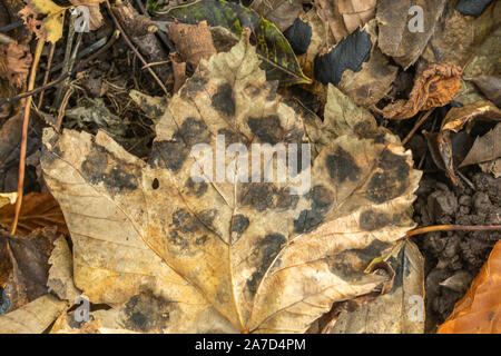 Sycamore leaf with tar spot fungus (Rhytisma acerinum), a plant pathogen, UK Stock Photo