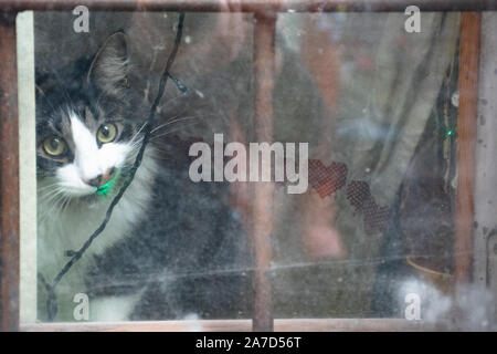 Black and white cat sitting near a dirty window with Christmas lights Stock Photo