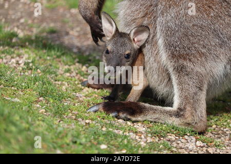 Bennetts Wallaby Joey (Macropus rufogriseus) Stock Photo