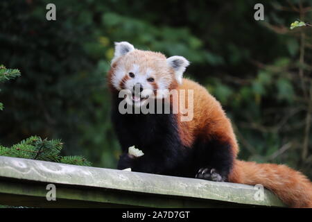 Female Red Panda, Yasmin, eating a banana (Ailurus fulgens) Stock Photo