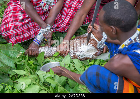 Arusha, Tanzania, 8th September 2019: maasai men skinning a goat Stock Photo