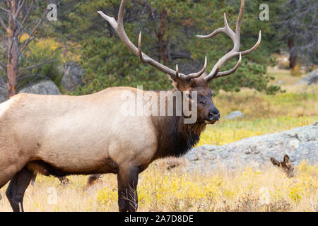 Huge bull elk guarding his harem Stock Photo