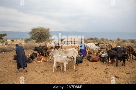 Arusha, Tanzania, 8th September 2019: maasai woman milking her cow Stock Photo