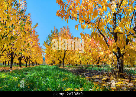 A pear orchard with autumn leaves glowing yellow in the sun on a blue sky day Stock Photo