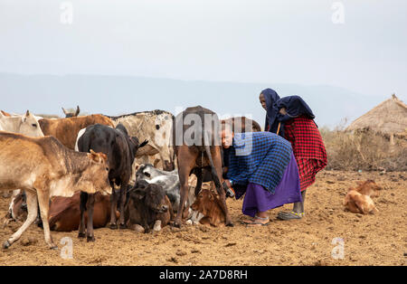 Arusha, Tanzania, 8th September 2019: maasai woman milking her cow Stock Photo