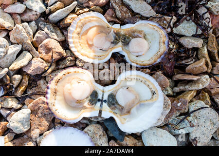 Fresh Japanese scallop (Chlamys nippo-nensisi) on the coast of Japan sea, Pacific ocean Stock Photo