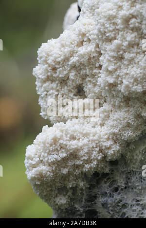 Brefeldia maxima, known as the tapioca slime mold, climbing a birch tree in Finland