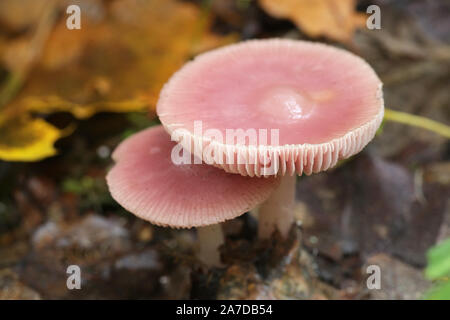 Mycena rosea, known as the rosy bonnet, pink mushroom from Finland Stock Photo