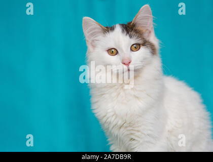 Portrait of a beautiful, white cat on a blue background Stock Photo