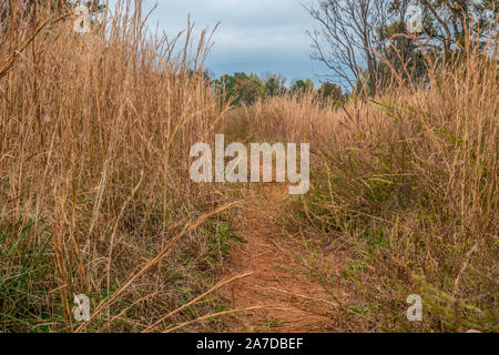 Thick lush field of dried tall grasses growing along the trails with the woodlands in the background on a sunny day in autumn Stock Photo