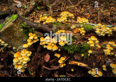 Tree mushrooms on a tree stump in the Darss forest Stock Photo