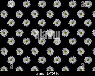 Pattern of white daisies on a black background. Stock Photo