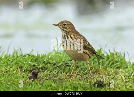 Meadow Pipit (Anthus pratensis) adult standing on short grass by pond  Eccles-on-Sea, Norfolk, UK             October Stock Photo