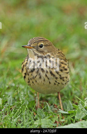 Meadow Pipit (Anthus pratensis) close-up of adult standing on short grass  Eccles-on-Sea, Norfolk, UK             October Stock Photo