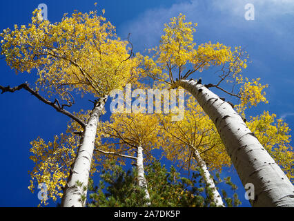 The brilliant yellow tree tops of an Aspen grove in Flagstaff during Autumn. Stock Photo