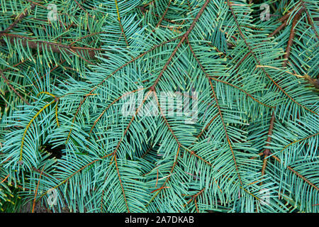 White fir needles, Umatilla National Forest, Oregon Stock Photo