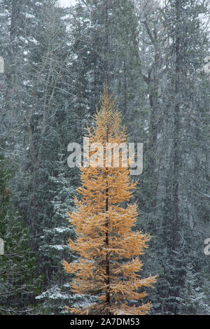 Larch in autumn in snowstorm, Imnaha Wild and Scenic River, Wallowa-Whitman National Forest, Oregon Stock Photo