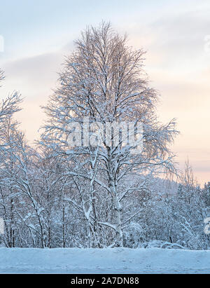 Fairytale sunset in forest.  Russian winter. Picturesque and gorgeous wintry scene. Murmansk, Russia. Soft focus Stock Photo