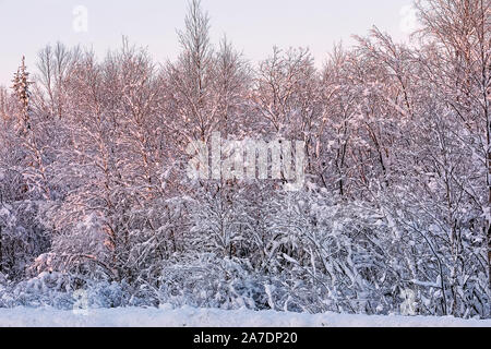 Fabulous pink sunrise in the winter forest. Snowy Russian winter. Murmansk, Russia. Soft focus Stock Photo