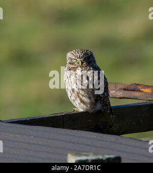 Little Owl (Athene noctua) sat on the roof of an old barn with rusting corrugated iron sheets. Stock Photo