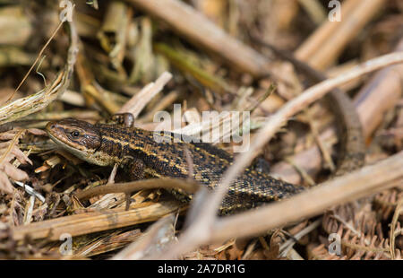 Male common/viviparous lizard (Zootoca vivipara) basking in northern England Pennines. Stock Photo