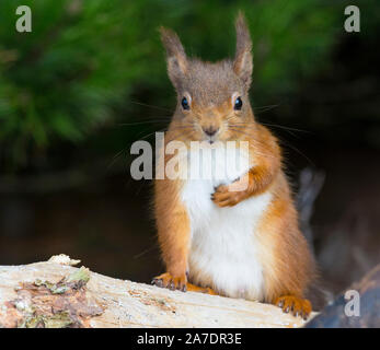 Red Squirrel (Sciurus vulgaris) in the sun in the Yorkshire Dales, England Stock Photo