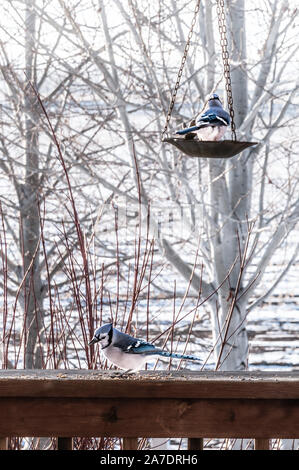 Bluejay feeding on birdseed in the late winter Stock Photo