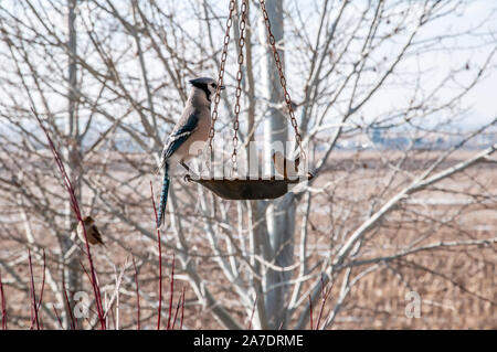 Bluejay feeding on birdseed in the late winter Stock Photo