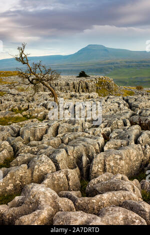 Scar End is a settlement on the side of Twistleton Scar in the English county of North Yorkshire. It is surrounded by Ingleborough and Whernside 2 of Stock Photo