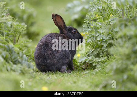 Wild Black Rabbit, Oryctolagus cunniculus,  in the wild, Lunga, Treshnish Islands, Inner Hebrides, Scotland, UK Stock Photo