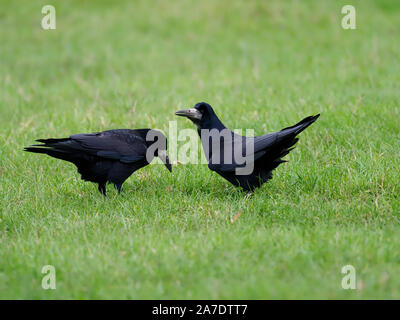 Rook, Corvus frugilegus, two birds on grass, Bedfordshire, October 2019 Stock Photo