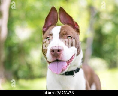 A red and white Pit Bull Terrier mixed breed dog with floppy upright ears Stock Photo